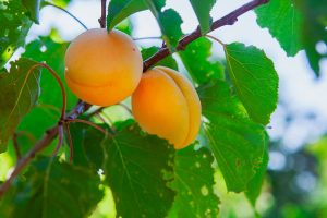 Lire la suite à propos de l’article POEC Ouvrier en Arboriculture