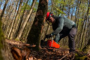 Lire la suite à propos de l’article Brevet Professionnel Responsable de Chantiers de Bûcheronnage Manuel et de Débardage