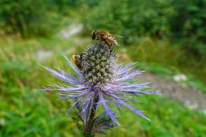 Lire la suite à propos de l’article BTSa Gestion et Protection de la Nature
