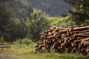 Lire la suite à propos de l’article Bac Pro Forêt