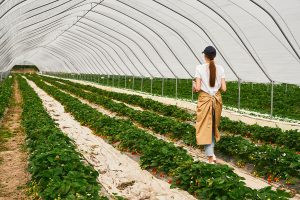 Lire la suite à propos de l’article BTSa Métiers du Végétal : Alimentation, Ornement et Environnement