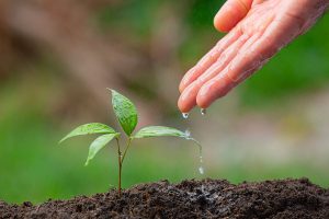 Lire la suite à propos de l’article Bac Technologique STAV Option Productions Agricoles