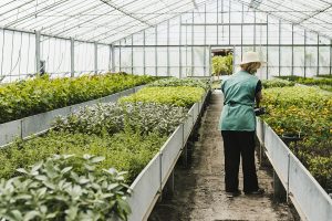 Lire la suite à propos de l’article CAPa Productions horticoles